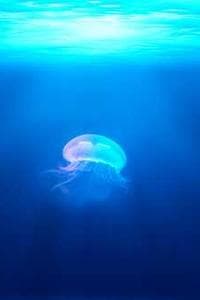 杉浦大毅