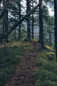 Yannick Laux