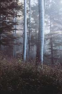 Tyler Noyes