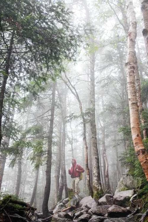 Pascale Brouillard