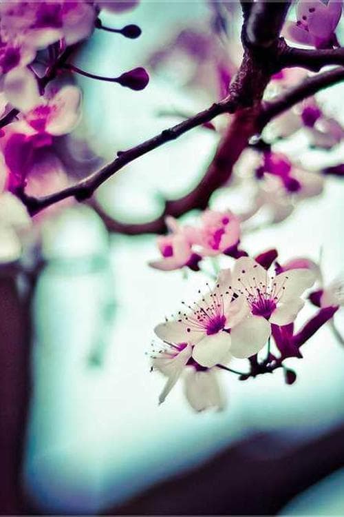 Anne Morin