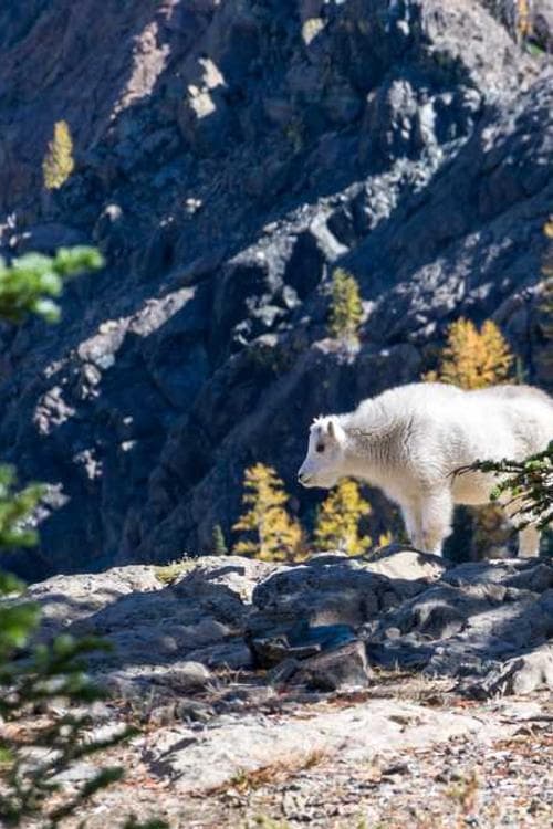 Captain Charles B. Leighton