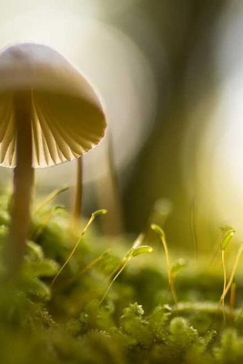 Sue Bugden