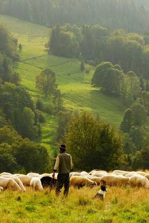 Dan Collett