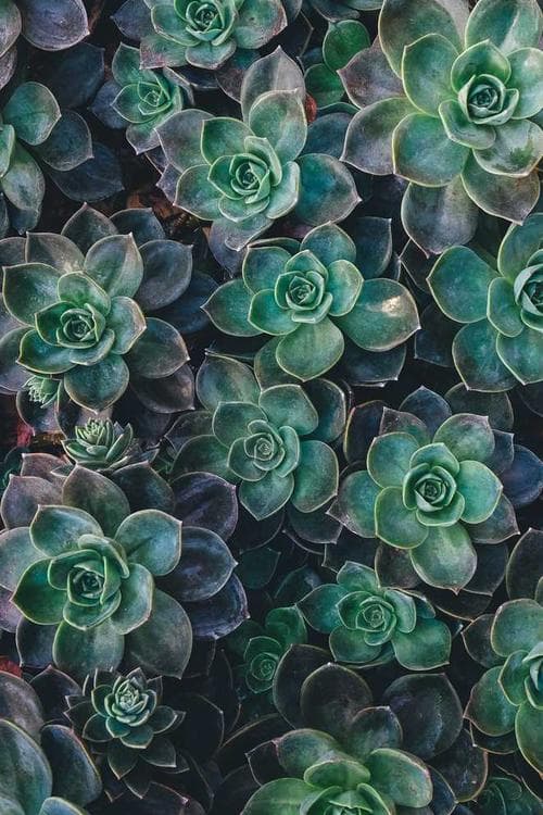 Edina Wiesler