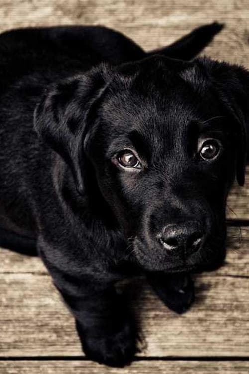 Duke Saraie