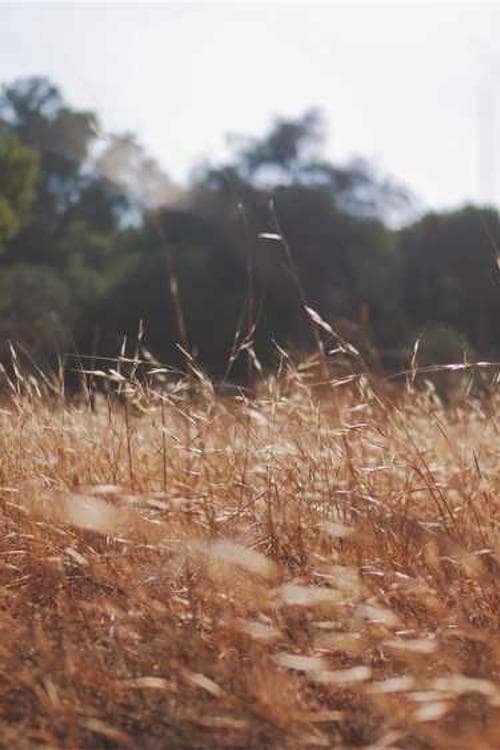 Francisco Fernández