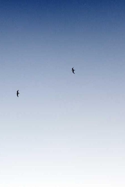Karin Toche-Mittler