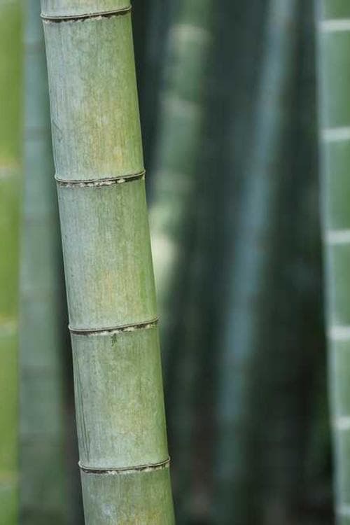 Cheung Wing-Yee