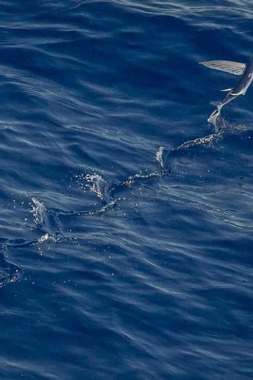 Cobia Breedy