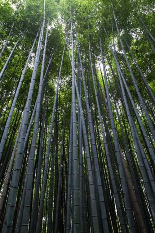 Brian Stever