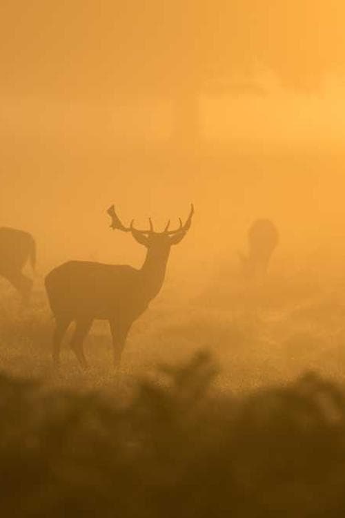 Stephen Dodd