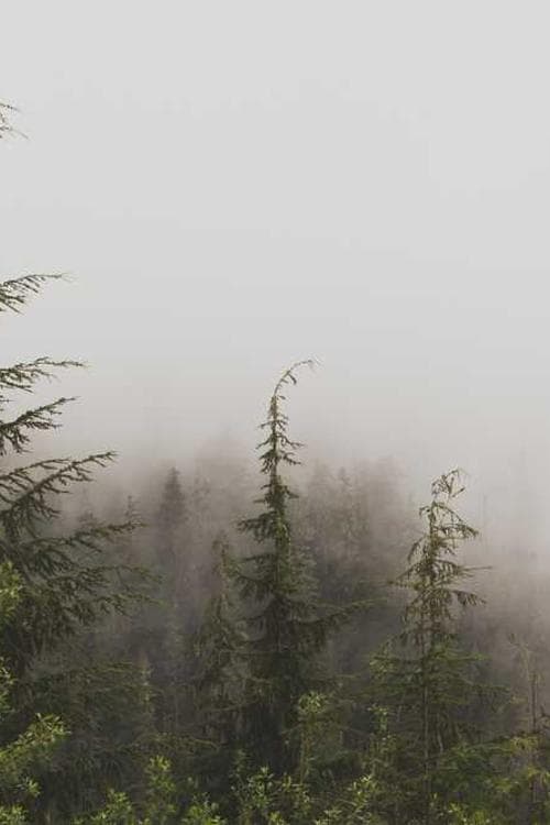 Ryan Talles