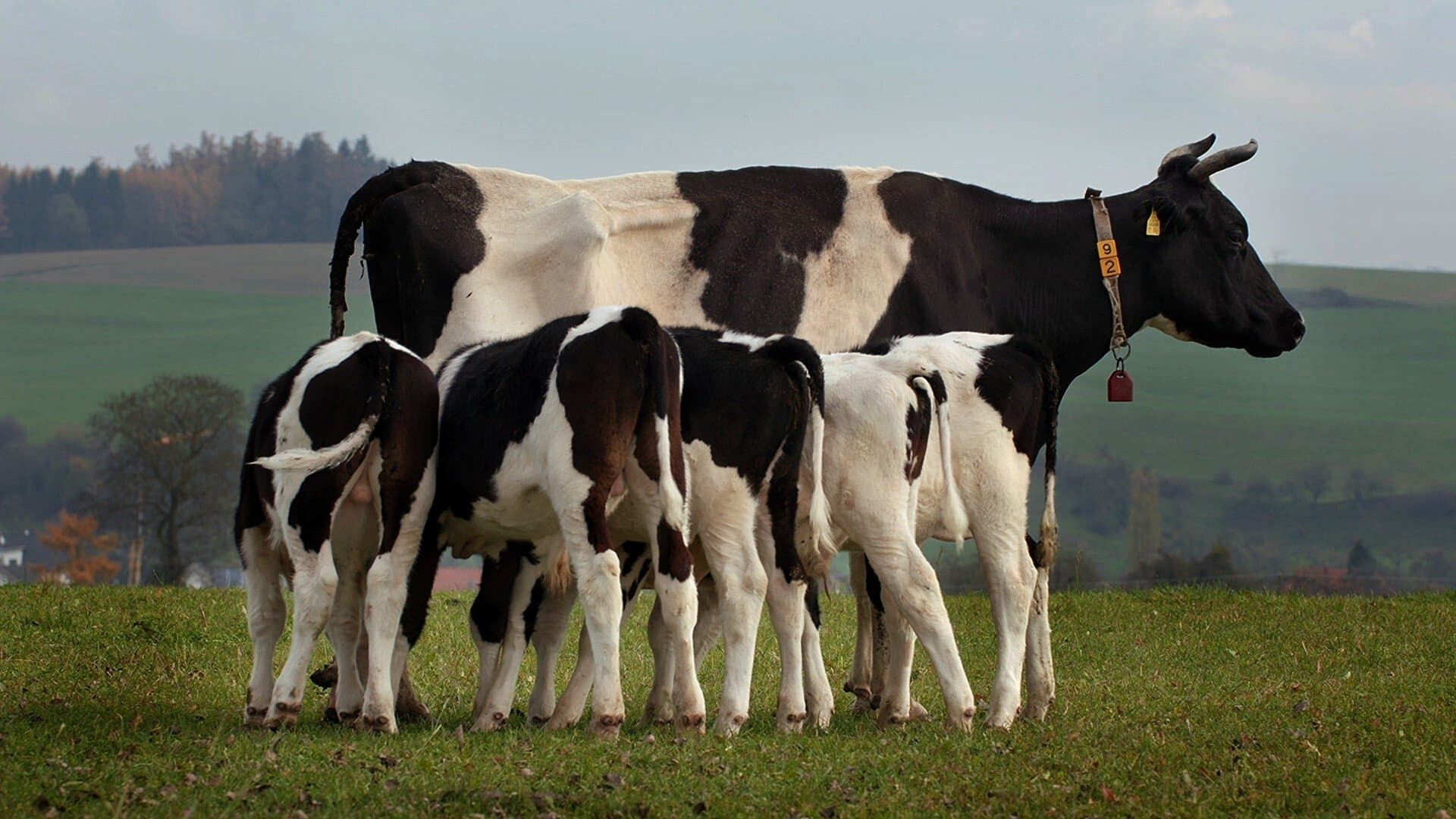 Backdrop for The Secret Life of Cows