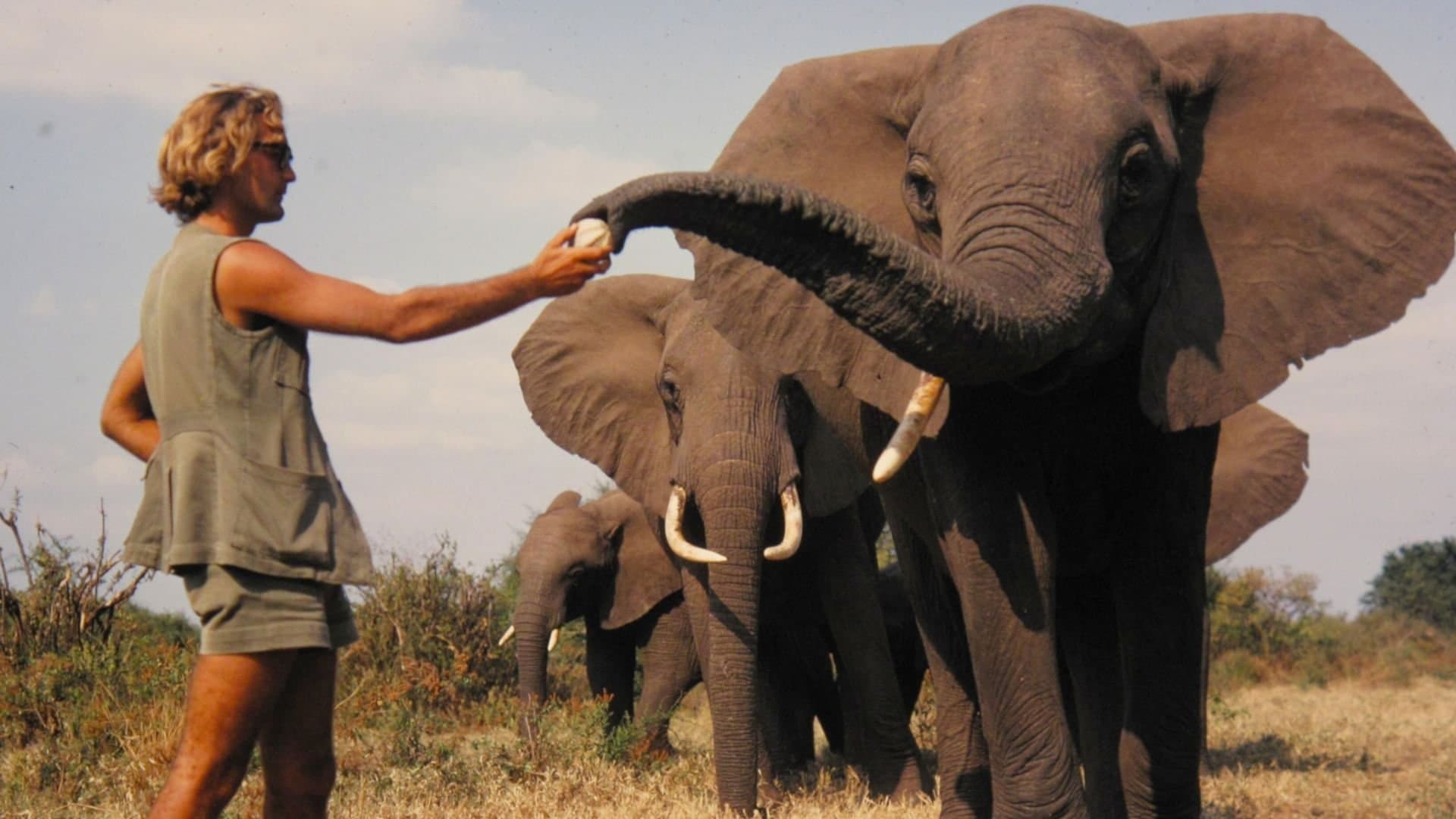 Backdrop for A Life Among Elephants