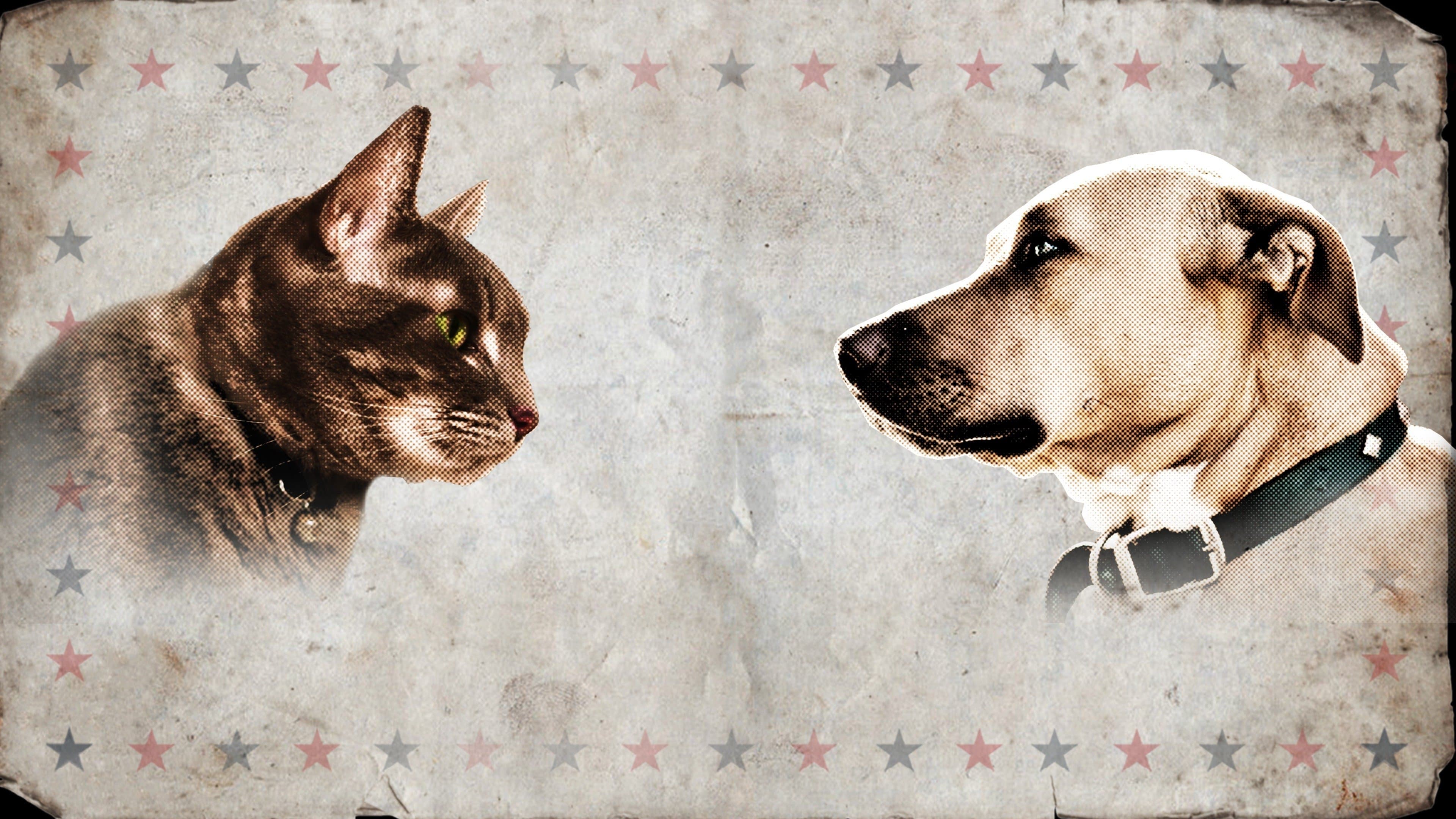 Backdrop for Cat vs. Dog