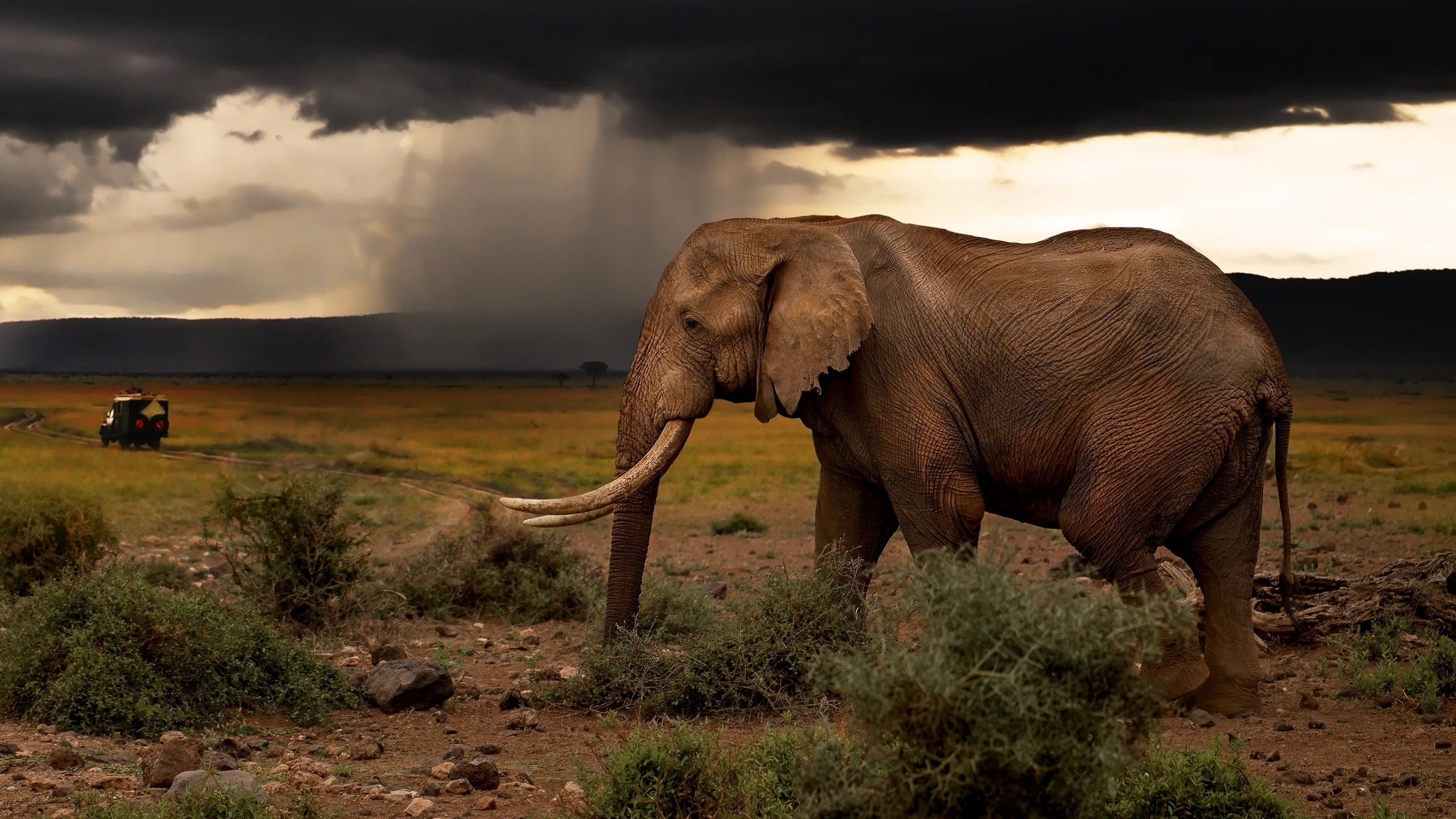 Backdrop for Chasing the Rains