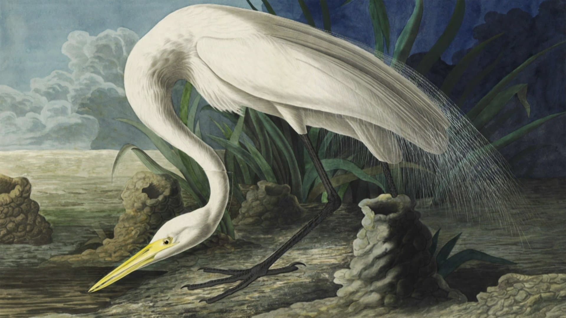 Backdrop for Audubon